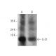 IL-31 Antibody (E-2) - Western Blotting - Image 346526