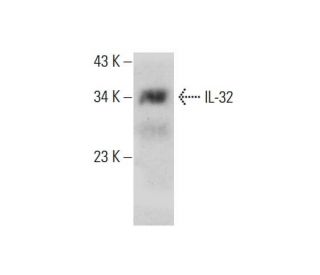 IL-32 Antibody (AT2F9) - Western Blotting - Image 384291