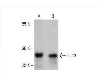 IL-33 Antibody (Nessy-1) - Western Blotting - Image 394081