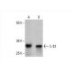 IL-33 Antibody (Nessy-1) - Western Blotting - Image 394081