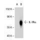 IL-3Rα Antibody (6H6 BOT) - Western Blotting - Image 31782 