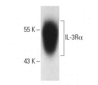IL-3R&alpha; Antibody (S-12) - Western Blotting - Image 2917 