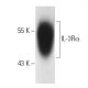 IL-3Rα Antibody (S-12) - Western Blotting - Image 2917 