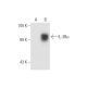 IL-3Rα Antibody (S-12) - Western Blotting - Image 58692 
