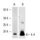IL-4 Antibody (HIL44) - Western Blotting - Image 3515