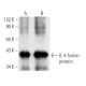 IL-4 Antibody (HIL44) - Western Blotting - Image 10700 