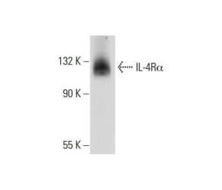 IL-4Rα Antibody (D-2) - Western Blotting - Image 73167