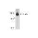 IL-4Rα Antibody (D-2) - Western Blotting - Image 73167 