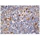 IL-6 Antibody (1) - Immunohistochemistry - Image 157318
