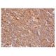 IL-6 Antibody (1) - Immunohistochemistry - Image 352342 