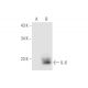 IL-6 Antibody (B-F6) - Western Blotting - Image 62111 