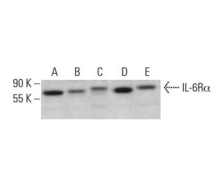 IL-6Rα Antibody (H-7) - Western Blotting - Image 376638