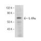 IL-6Rα Antibody (D-8) - Western Blotting - Image 149616