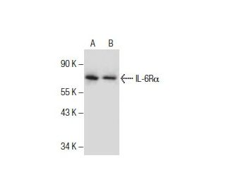 IL-6R&alpha; Antibody (D-8) - Western Blotting - Image 286133 