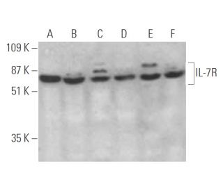 IL-7R Antibody (G-11) - Western Blotting - Image 394961 