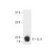 IL-8 Antibody (3E4D8) - Western Blotting - Image 9945