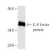 IL-8 Antibody (B-2) - Western Blotting - Image 2631