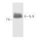 IL-9 Antibody (H-7) - Western Blotting - Image 10001