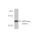 ILBP Antibody (4A4) - Western Blotting - Image 348478
