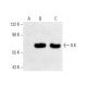 ILK Antibody (E-2) - Western Blotting - Image 401229 