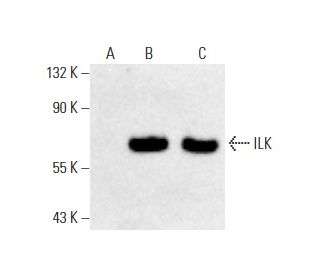 ILK Antibody (E-2) - Western Blotting - Image 401229