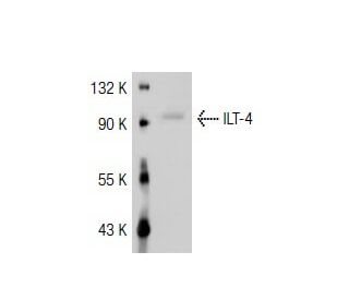 ILT-4 Antibody (42D1) - Western Blotting - Image 36468 