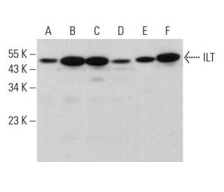 ILT Antibody (A-9) - Western Blotting - Image 384306 