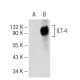 ILT Antibody (D-6) - Western Blotting - Image 108804