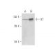 ILT Antibody (D-6) - Western Blotting - Image 308698 