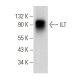 ILT Antibody (D-6) - Western Blotting - Image 357189 