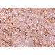 ILT Antibody (H-5) - Immunohistochemistry - Image 377170