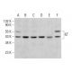 ILT Antibody (H-5) - Western Blotting - Image 384335 