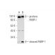 Imatinib mesylate: sc-202180. Western blot analysis of cleaved PARP-1 expression in untreated (A) and Imatinib mesylate tr
