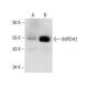 IMPDH Antibody (D-3) - Western Blotting - Image 137942