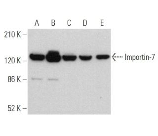 Importin-7 Antibody (E-2) - Western Blotting - Image 368475