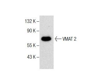 VMAT 2 Antibody (D-4) - Western Blotting - Image 287596 