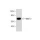 VMAT 2 Antibody (D-4) - Western Blotting - Image 287596 