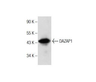 DAZAP1 Antibody (F-5) - Western Blotting - Image 160660 