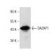 DAZAP1 Antibody (F-5) - Western Blotting - Image 160660 
