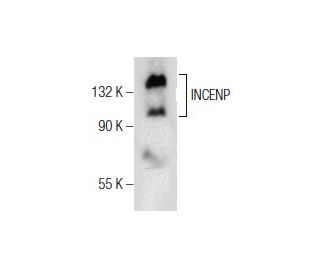 INCENP Antibody (B-4) - Western Blotting - Image 155815 