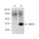 INDOL1 Antibody (C-9) - Western Blotting - Image 149193