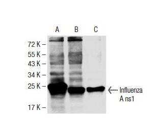 Influenza A ns1 Antibody (NS1-23-1) - Western Blotting - Image 137495