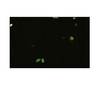 Influenza B NP Antibody (1D8/B1) - Immunofluorescence - Image 17256