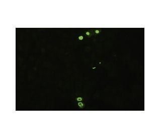 Influenza B NP Antibody (3E9/B2) - Immunofluorescence - Image 17257