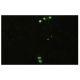 Influenza B NP Antibody (3E9/B2) - Immunofluorescence - Image 17257