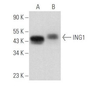 ING1 Antibody (E-2) - Western Blotting - Image 357752 