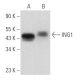 ING1 Antibody (E-2) - Western Blotting - Image 357752 