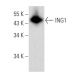 ING1 Antibody (E-2) - Western Blotting - Image 357950 
