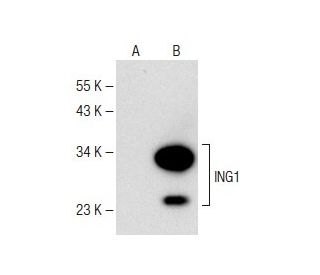 ING1 Antibody (E-2) - Western Blotting - Image 149567