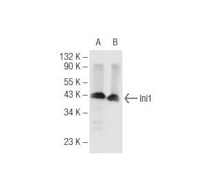 Ini1 Antibody (F-4) - Western Blotting - Image 68264 
